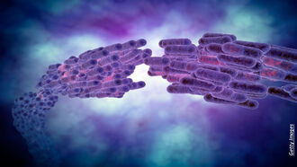 Maverick Medicine/ Cannibalism