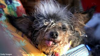 'World's Ugliest Dog' for 2019 Crowned