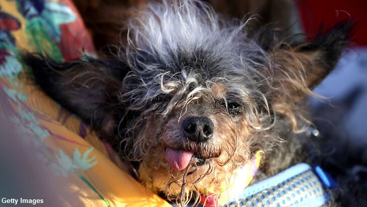 'World's Ugliest Dog' for 2019 Crowned