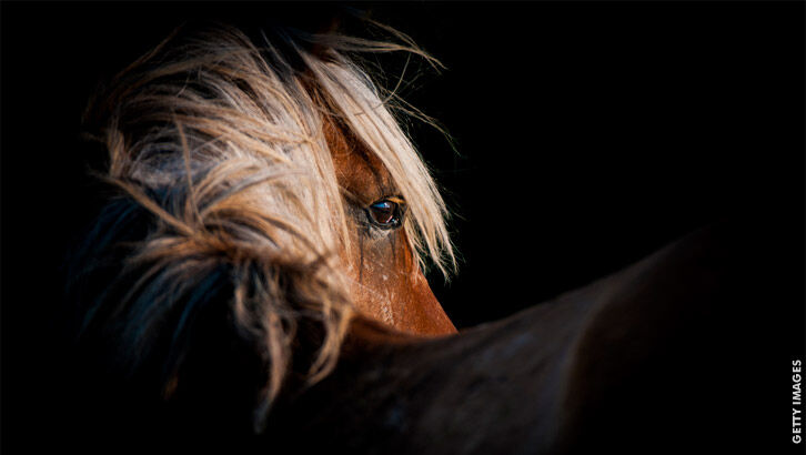 Hidden Alien Encounters / Wild Horse Advocacy