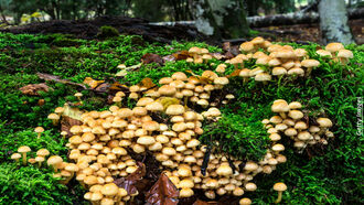 Mushroom Miracles/ Poltergeist Evidence