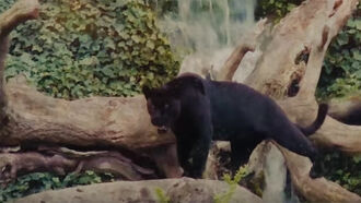 Trailer for New Documentary on Big Cats 'That Shouldn't Be There'