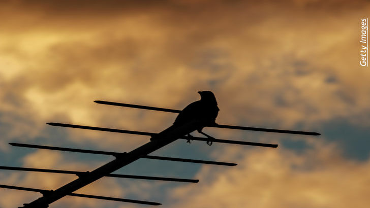 Animal Communication/ Open Lines