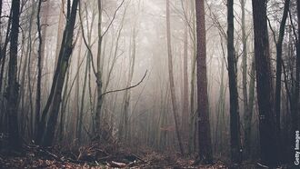 Forest Predator/ The Unexplained