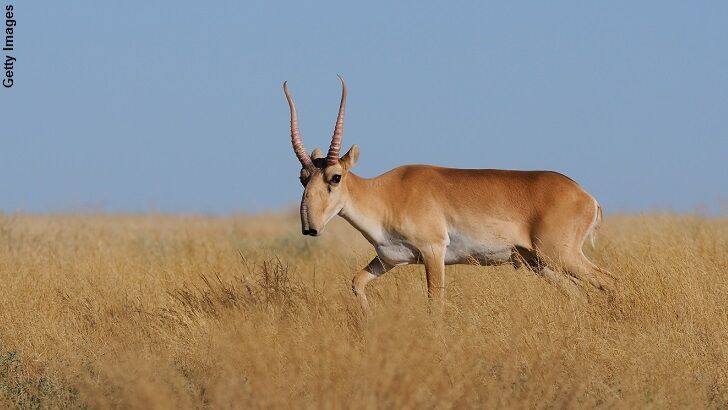 Antelope Die-Off, Holographic Greys, Remote Viewing ETs