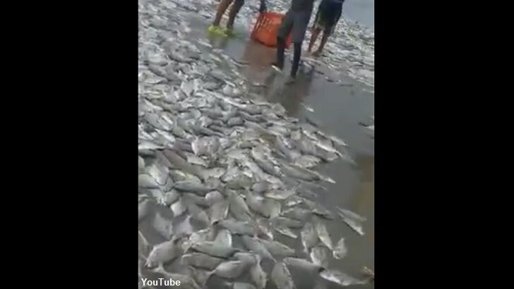 Watch: Thousands of Fish Wash Ashore on Beach Near Acapulco