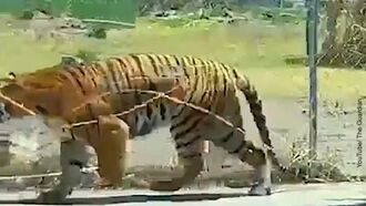 Watch: Men Lasso Escaped Tiger In Mexico
